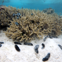 Sea cucumbers and coral An underwater photo of several sea cucumbers and fish surrounding coral.